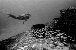 Diver approaches a wreck and a small school of Grunts. Ta... by Matthew Shanley 